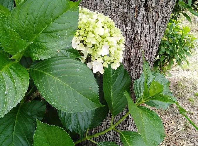 Triantafyllia's House *