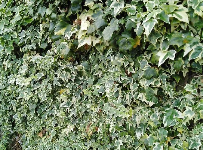 Triantafyllia's House * Άγιος Ιωάννης