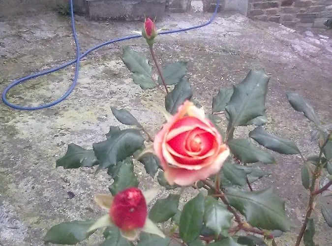 Triantafyllia's House Άγιος Ιωάννης