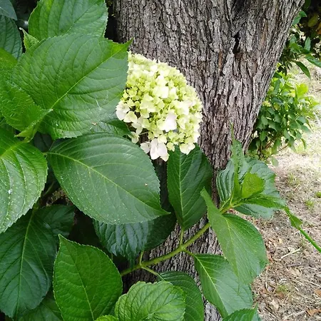 Triantafyllia's House *