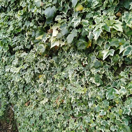 Triantafyllia's House * Agios Ioannis (Thessaly)