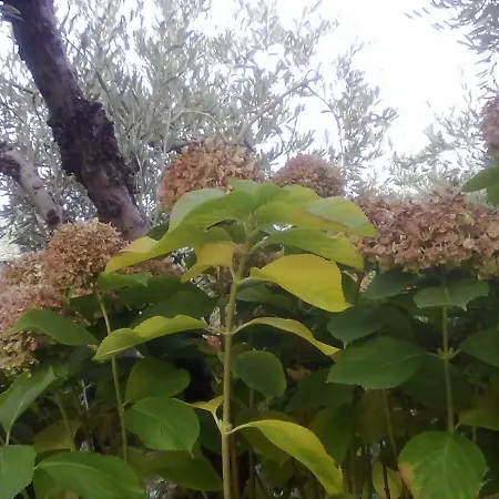 Triantafyllia's House بيت للعطل *