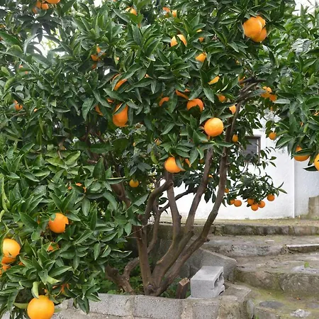 Triantafyllia's House بيت للعطل Agios Ioannis (Thessaly)