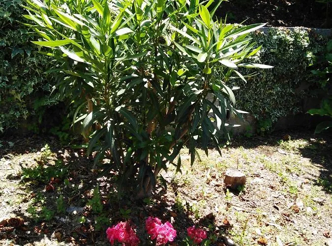 Triantafyllia's House