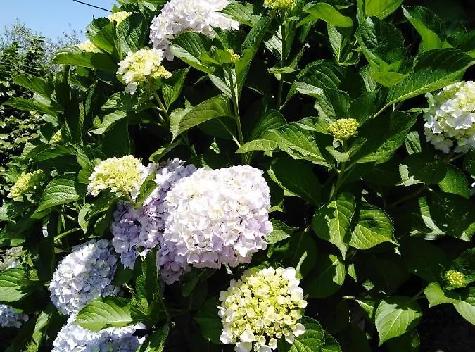 בית נופש Triantafyllia's House *