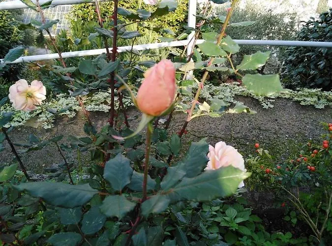 Triantafyllia's House Сasa de vacaciones Agios Ioannis (Thessaly)